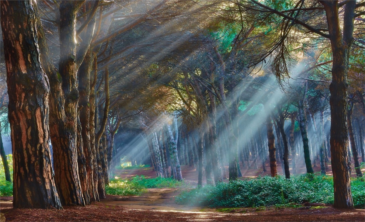 Tropikal Duvar Kağıtları 2Tropikal Duvar Kağıdı