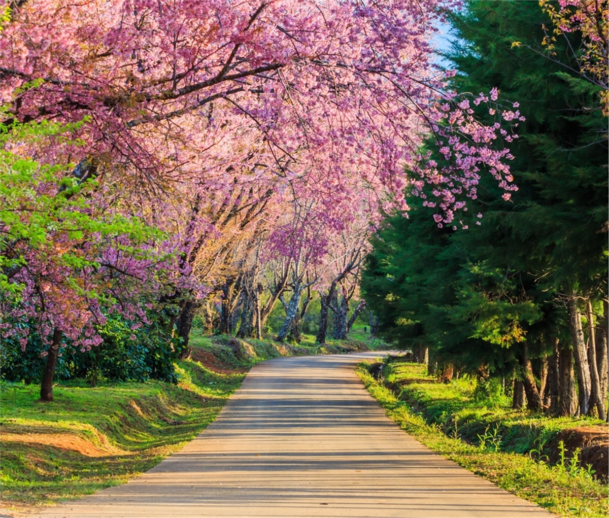 Yol Duvar KağıtlarıYol Duvar Kağıdı