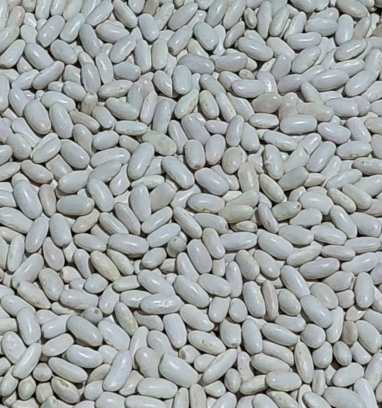 Kuru Fasulye 500 Gr Ata Tohumu