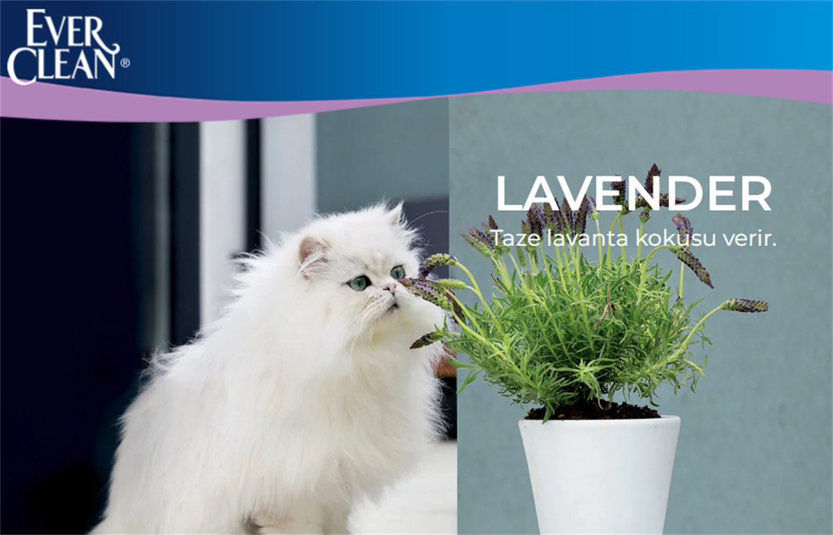 Ever Clean Lavender - Lavanta Parfümlü Kedi Kumu 10 Litre