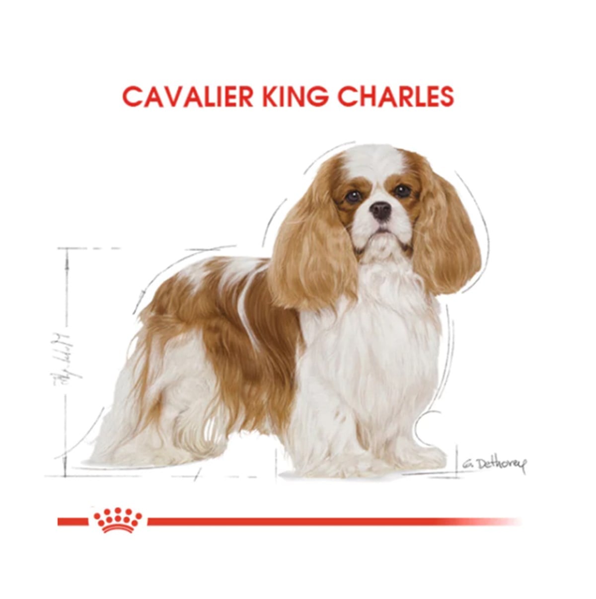 Royal Canin Cavalier Charles Adult Yetişkin Köpek Maması 1.5 Kg