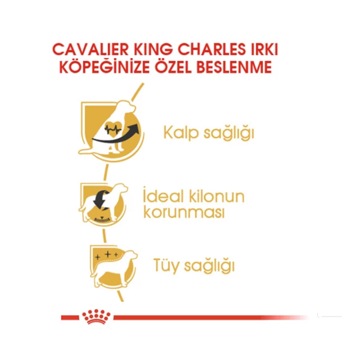 Royal Canin Cavalier King Charles Yetişkin Köpek Maması 3 Kg