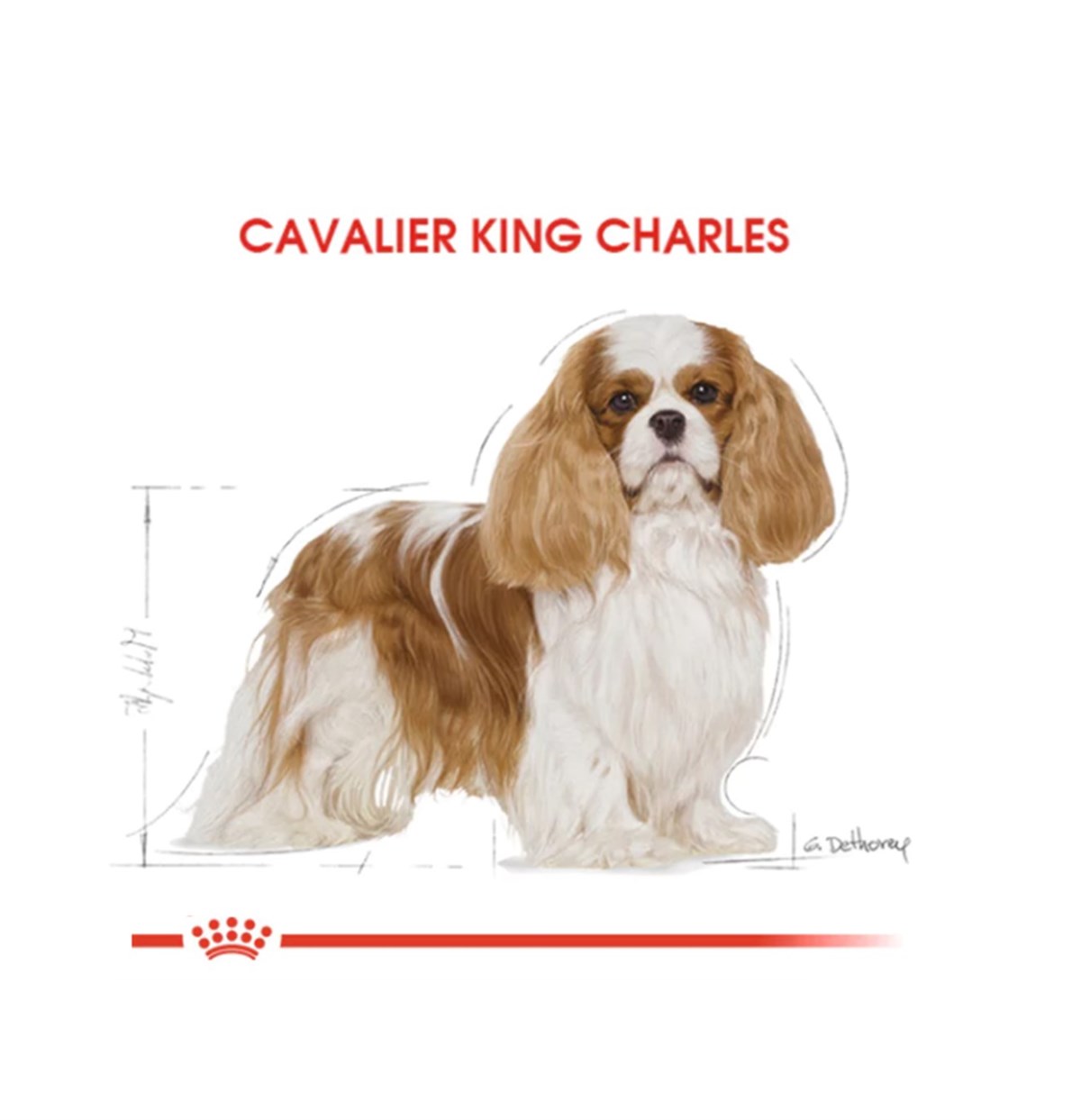 Royal Canin Cavalier King Charles Yetişkin Köpek Maması 3 Kg