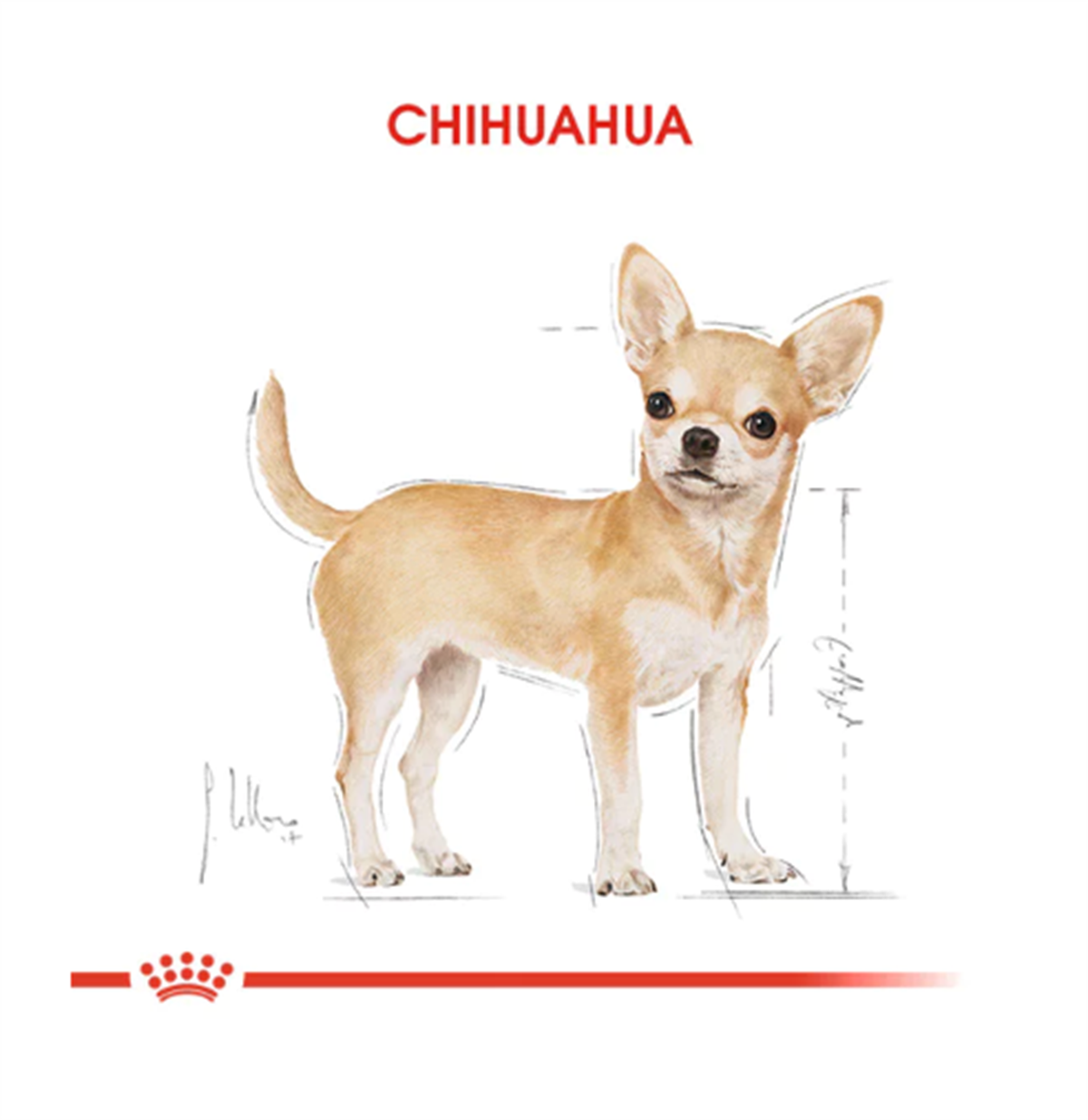 Royal Canin Chihuahua Pouch Yetişkin Köpek Yaş Maması 85 Gr