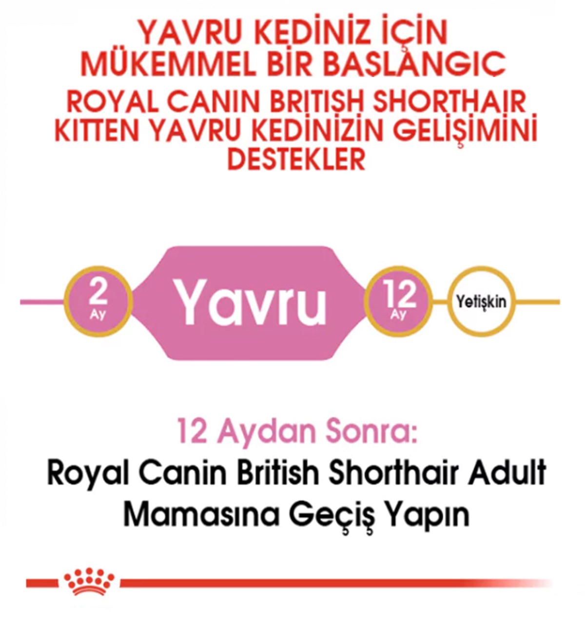 Royal Canin Feline Kitten British Shorthair Yavru Kedi Maması 2Kg