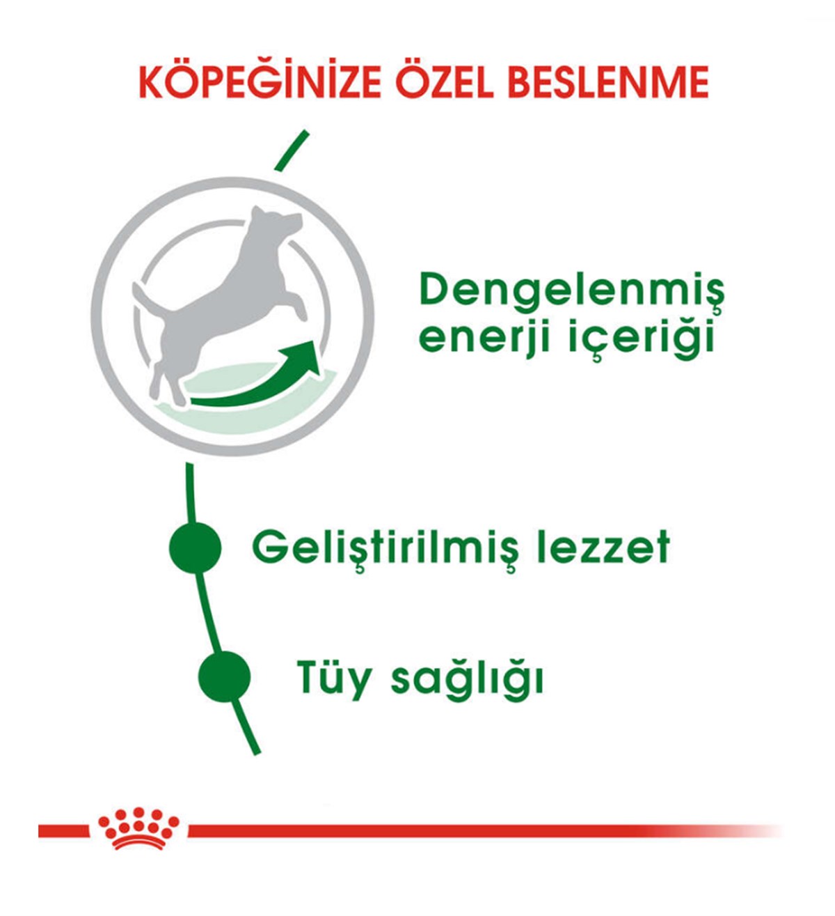 Royal Canin Mini Adult Yetişkin Köpek Maması 8 Kg