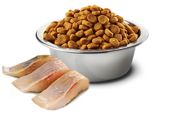 ND Ocean Tahılsız Balık Portakal Kısırlaştırılmış Kedi Maması 5 Kg