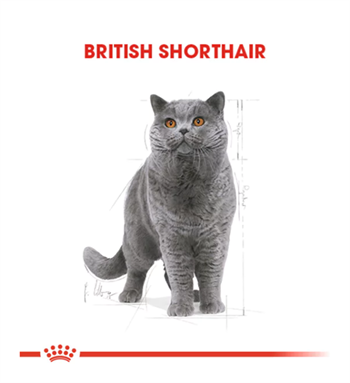Royal Canin British Adult Yetişkin Kedi Maması 10 Kg