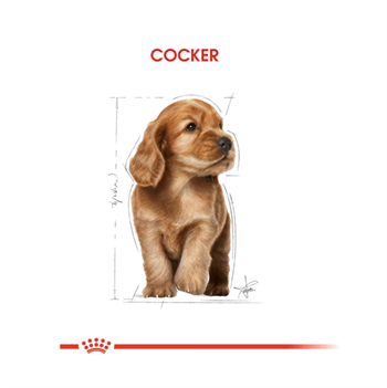 Royal Canin Cocker Puppy Yavru Köpek Maması 3 Kg