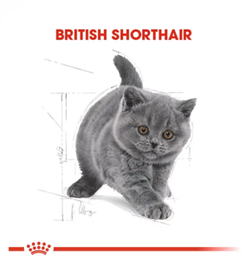 Royal Canin Feline Kitten British Shorthair Yavru Kedi Maması 2Kg
