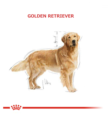 Royal Canin Golden Retriever Köpek Maması 12Kg