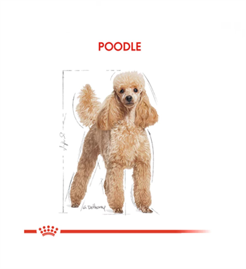 Royal Canin Poodle / Caniche Adult Yetişkin Köpek Maması 3 Kg.