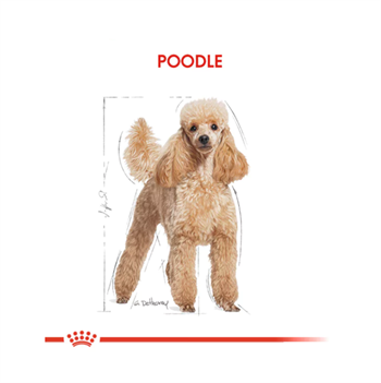 Royal Canin Poodle Pouch Yetişkin Yaş Köpek Maması 85 Gr 