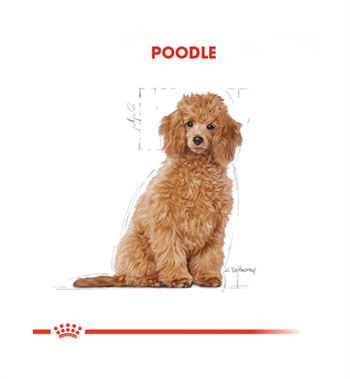 Royal Canin Poodle / Caniche Puppy Yavru Köpek Maması 3 Kg