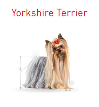 Royal Canin Yorkshire Terrier Pouch Yetişkin Köpek Yaş Maması 85 Gr
