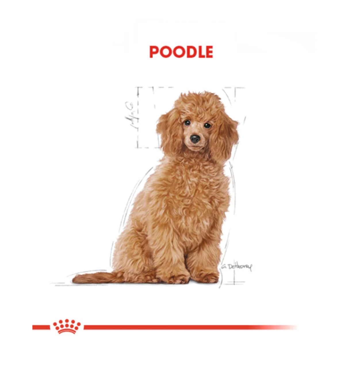 Poodle Puppy Köpek Maması Kg Sizlerle!