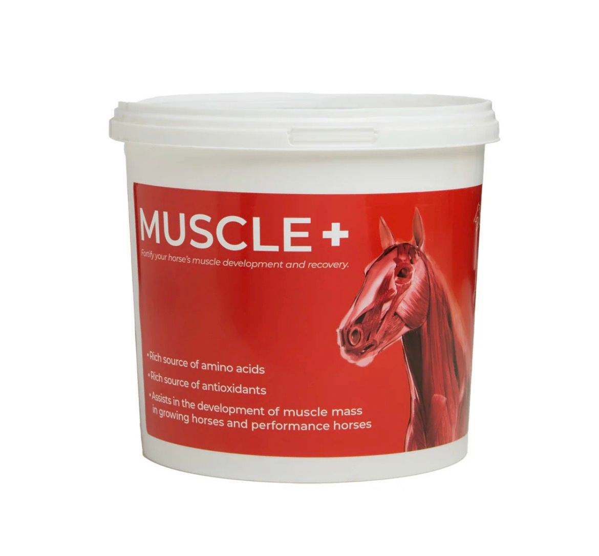 MUSCLE + 