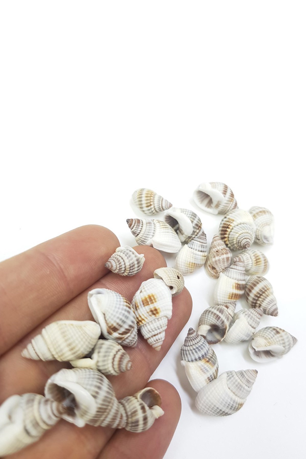 Doğal Renkli İstiridye Deniz Kabuğu