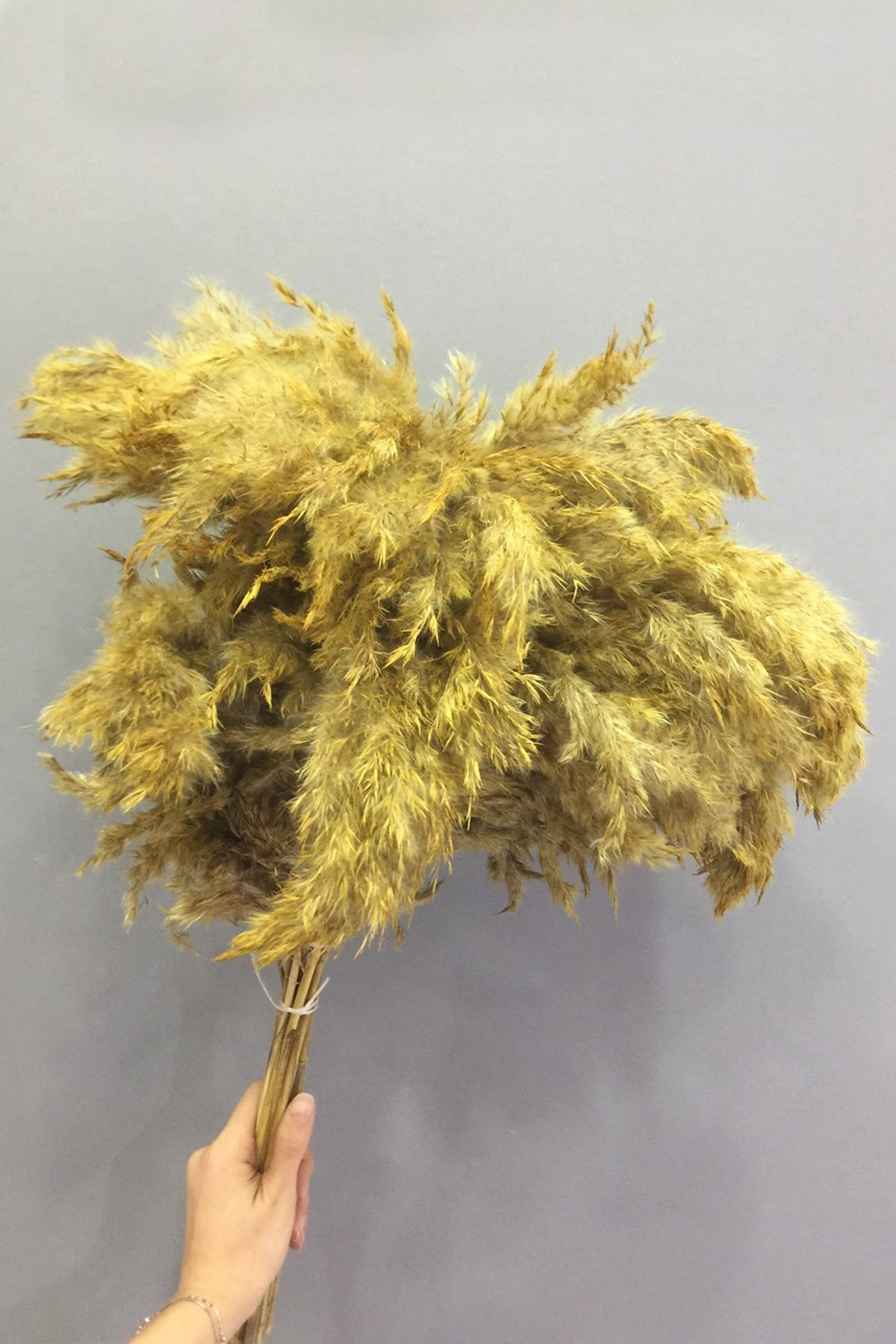 Hardal Sarı Pampas Kuru Çiçek