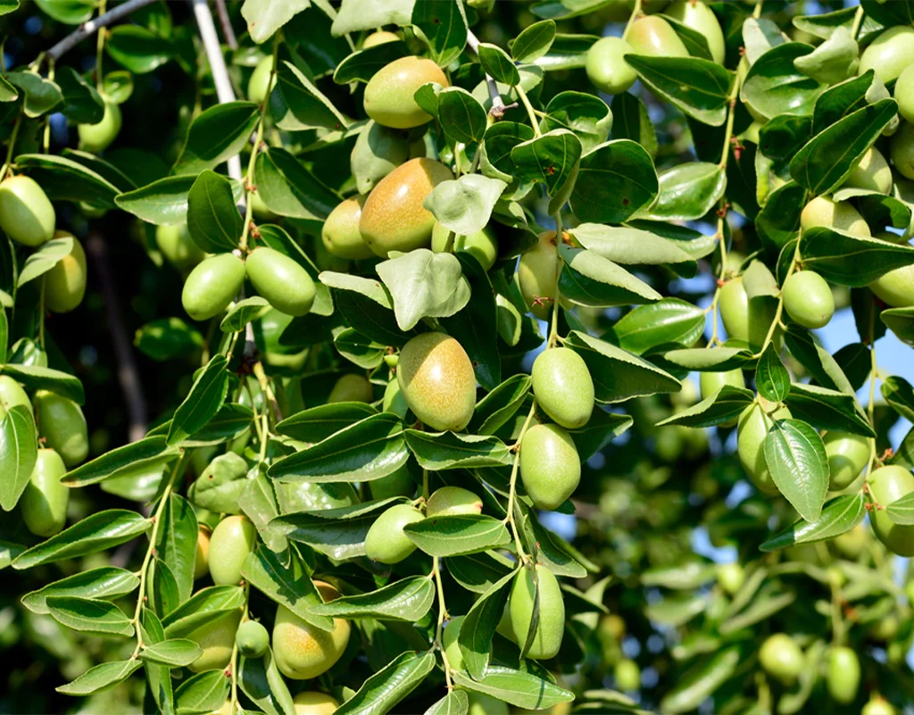 Jojoba Yağının Cildiniz İçin 7 İnanılmaz Faydası