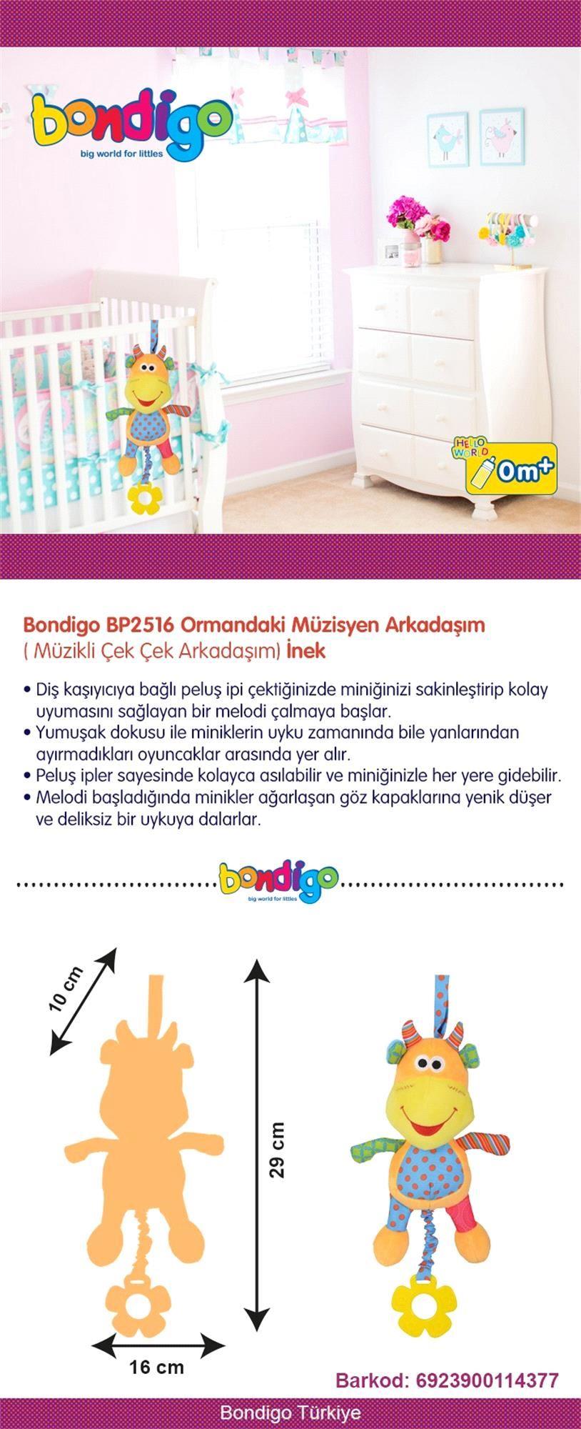 Bondigo Ormandaki Müzisyen Arkadaşım İnek 2516