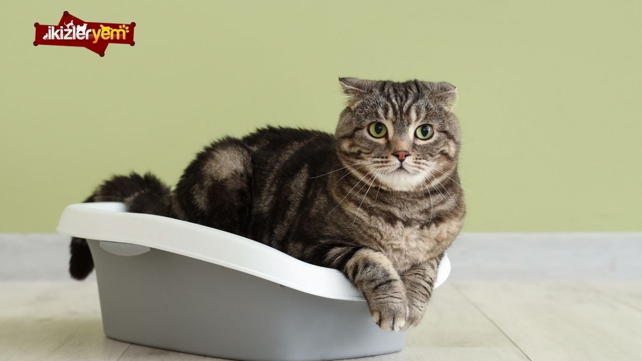 kedi tuvaleti nasıl olmalı