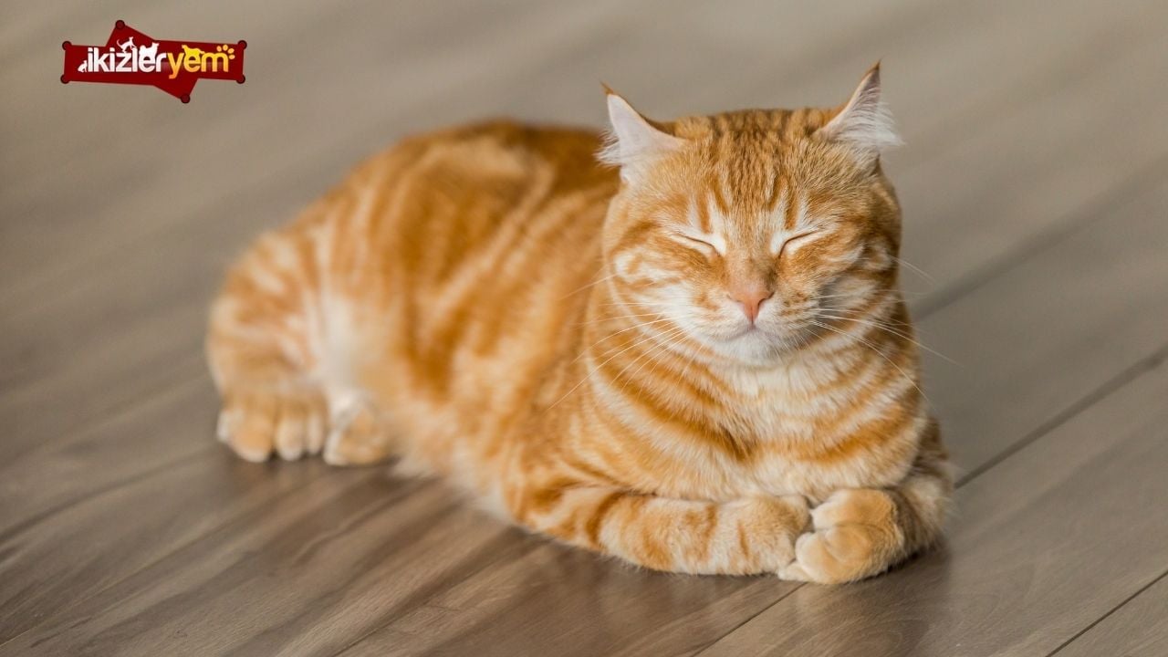 Kedi için Hangi Ürünler Gereklidir