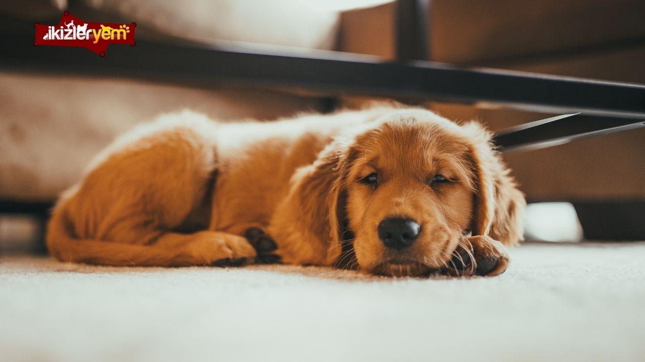 köpeklerde deri enfeksiyonu