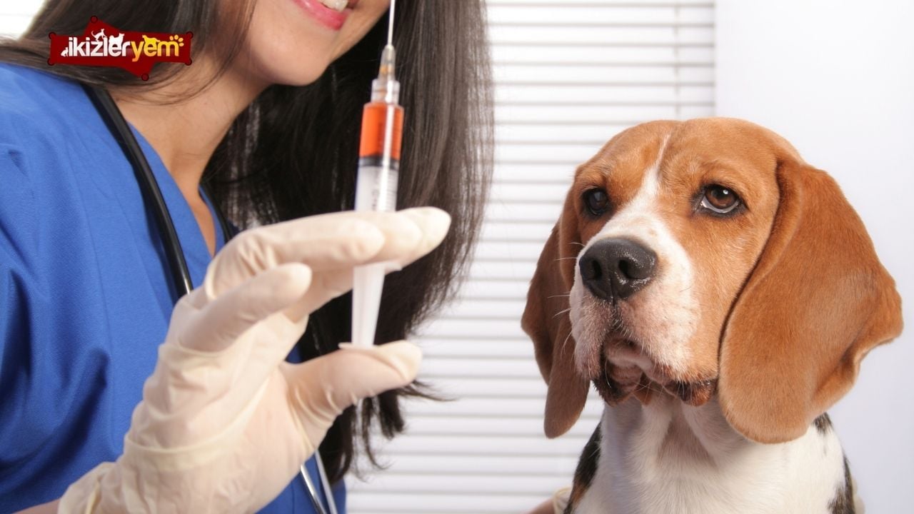 köpeklerde karma aşı