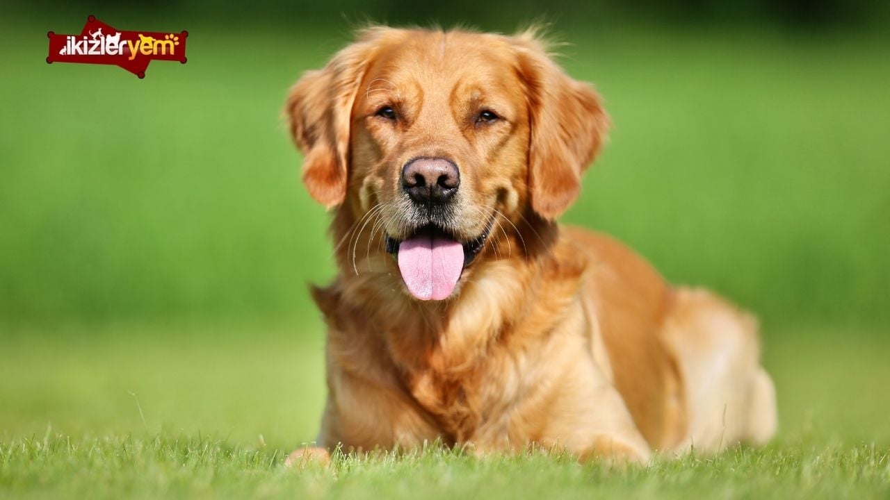 köpeklerde kene