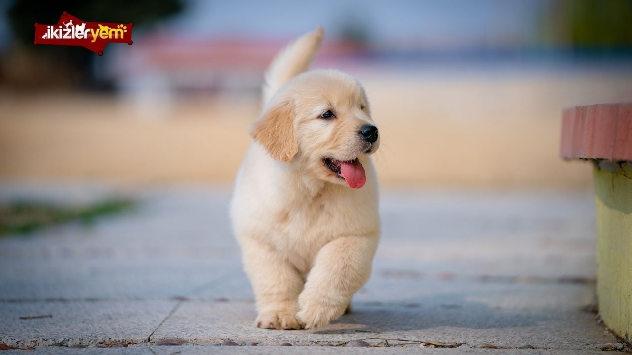 köpeklerde mantar