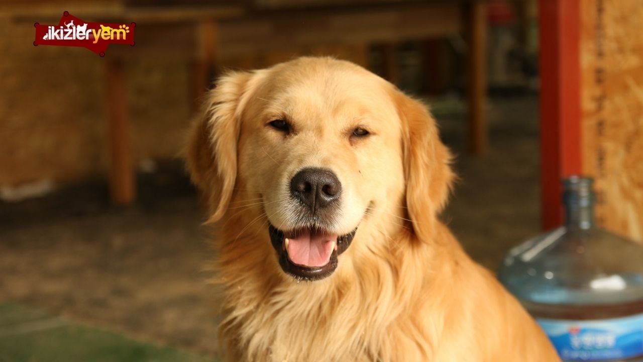 köpeklerde uyuz