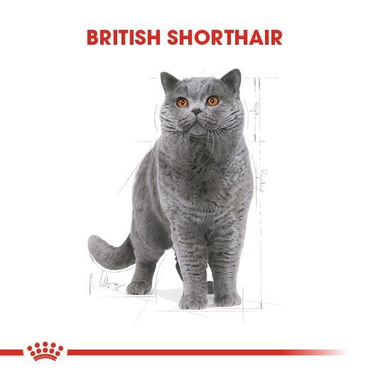 Royal Canin British Shorthair Adult Yetişkin Kedi Maması 4 kg