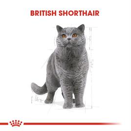 Royal Canin British Shorthair Adult Yetişkin Kedi Maması 4 kg