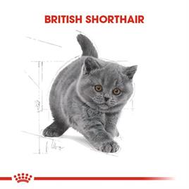 Royal Canin British Shorthair Kitten Kedi Kuru Maması 2 kg