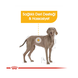 Royal Canin Maxi Dermacomfort Köpek Maması 12 Kg