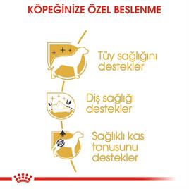 Royal Canin Poodle Adult Köpek Maması 3 kg