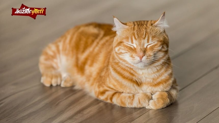 Kedi için Hangi Ürünler Gereklidir?