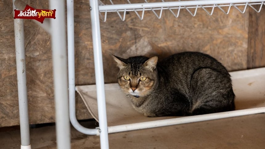 Kedinin Ömrü Ne Kadar? Kedi Ömür Süresi Nedir?