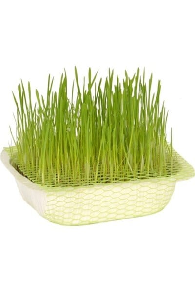 Natural Kedi Çimi