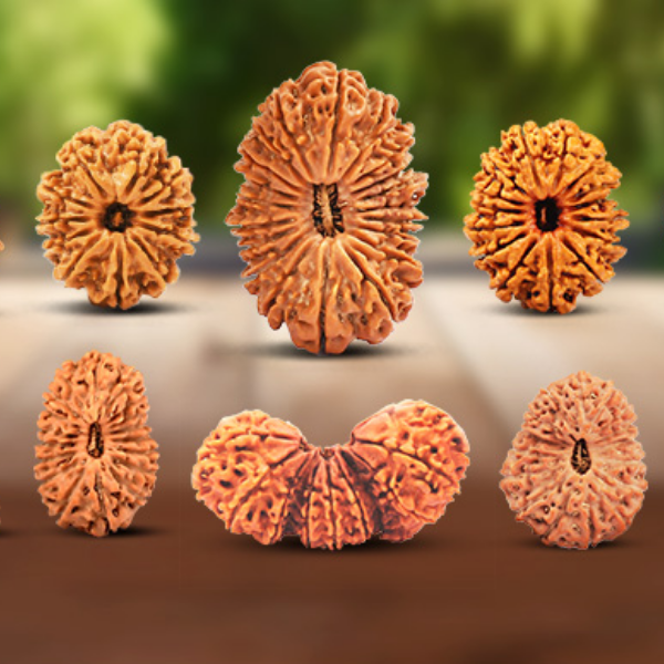 Rudraksha tohumları