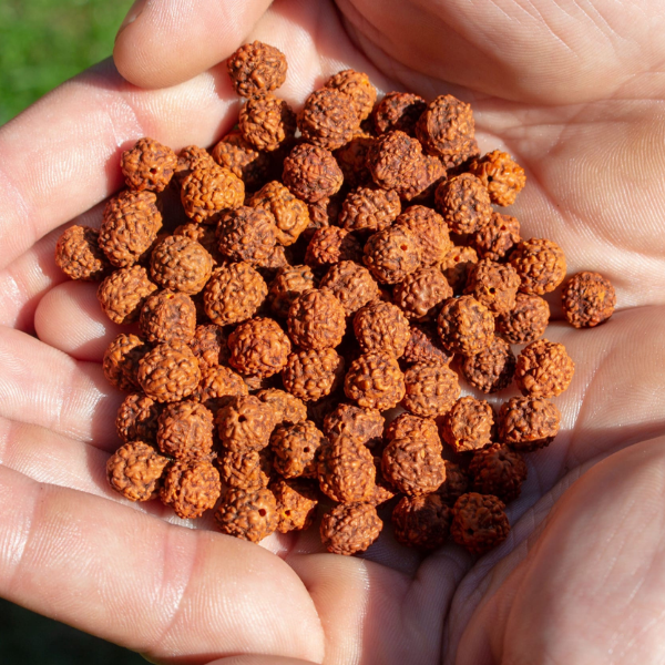Rudraksha'nın faydaları