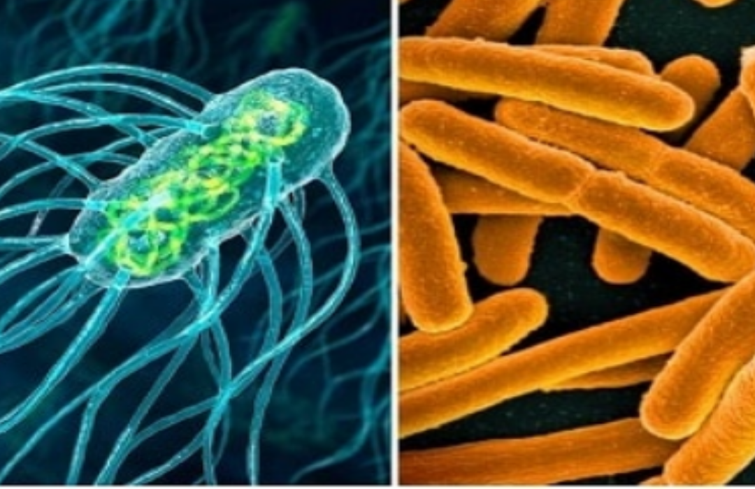Tehlikeli Bakteriler