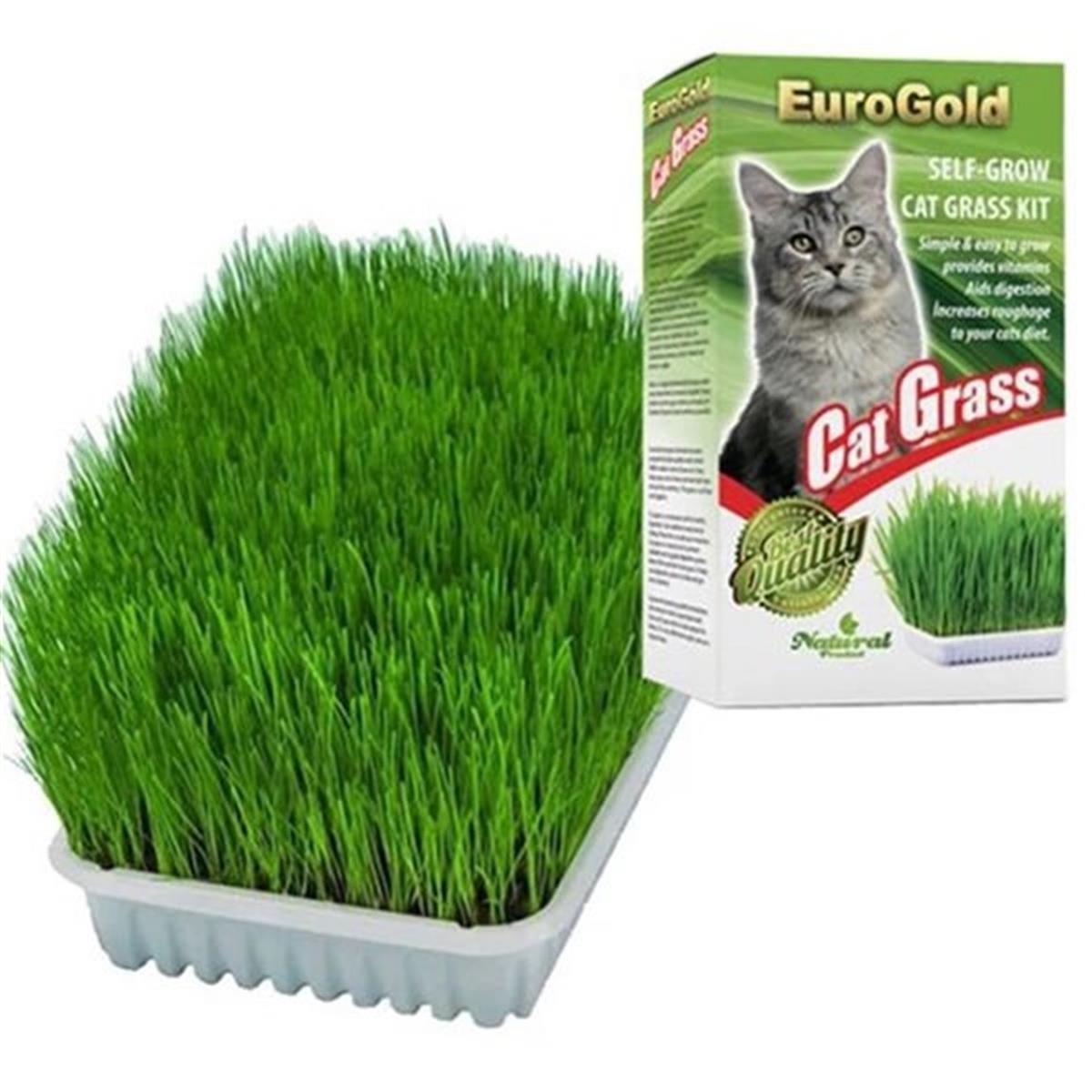 Euro Gold Kedi Çimi