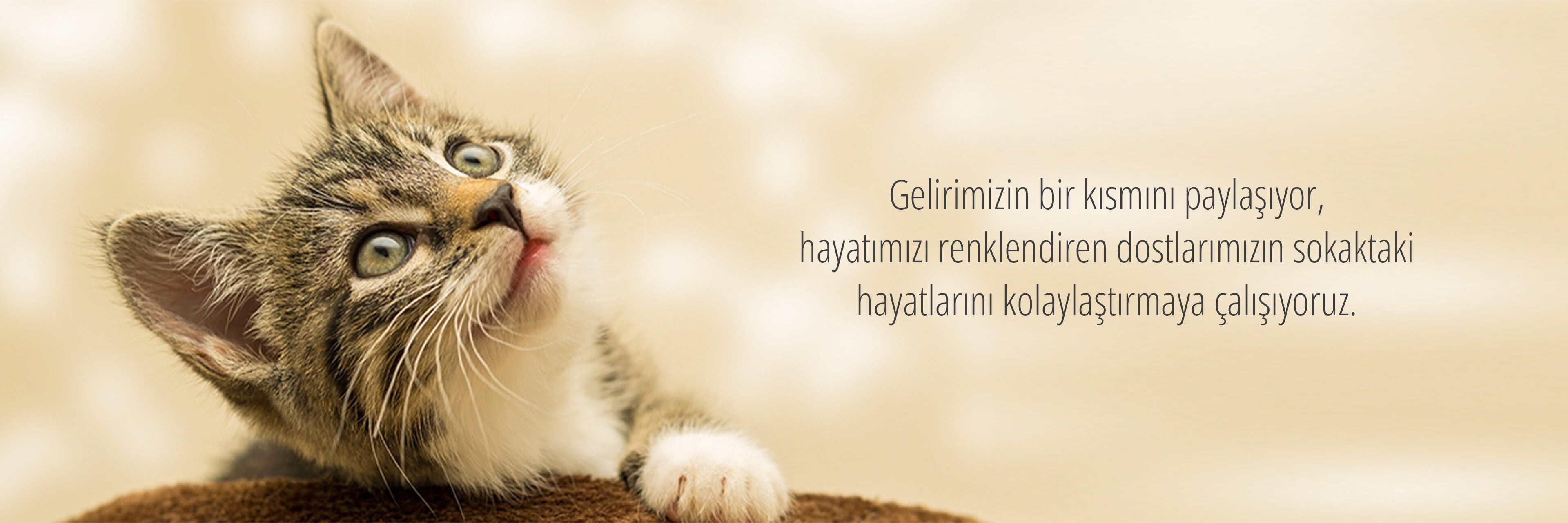 Chiccolata Hayvan Dostları