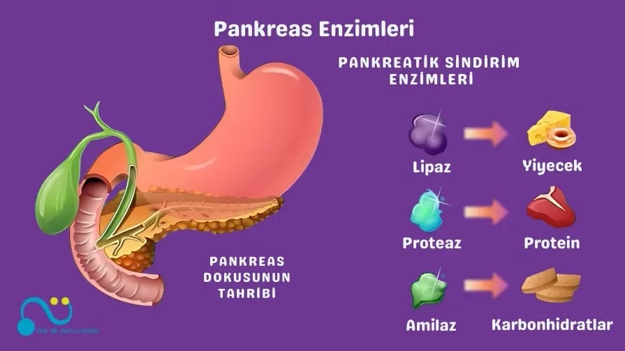 Lipaz, Proteaz ve Amilaz Nedir? Sindirim Sisteminin Gizli Yardımcıları