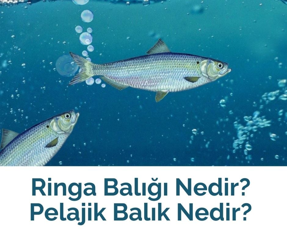 Ringa Balığı Nedir