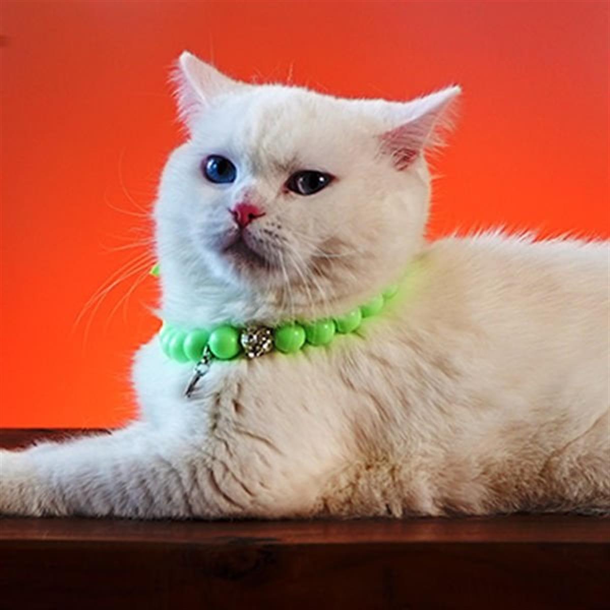 Pnx Pet Akrilik Boncuk Kedi Künyesi Yeşil | bakalimnevarmis.com
