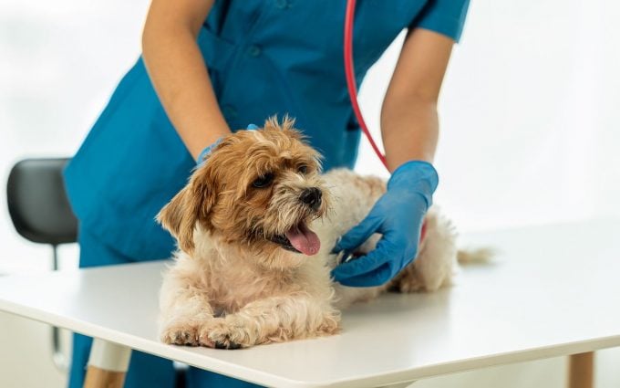 Veteriner Klinikleri İçin Vazgeçilmez Ekipmanlar