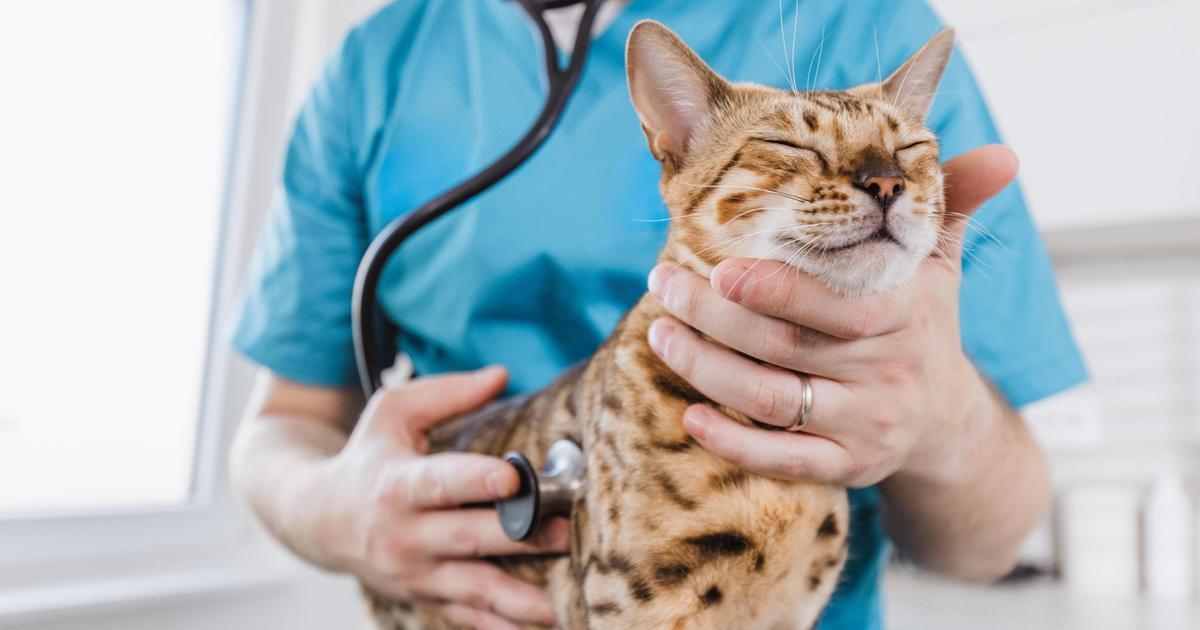 Veteriner Kliniklerinde En Çok Kullanılan 10 Veteriner Malzeme